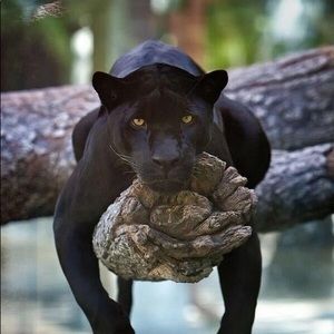 Meet your Posher, Marshall